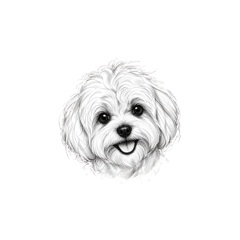 bichon_stare_v2_mockup_design_white.png